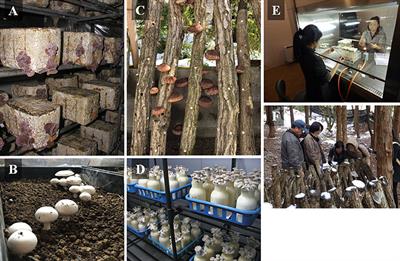 Sustainability perspectives for future continuity of mushroom production: The bright and dark sides